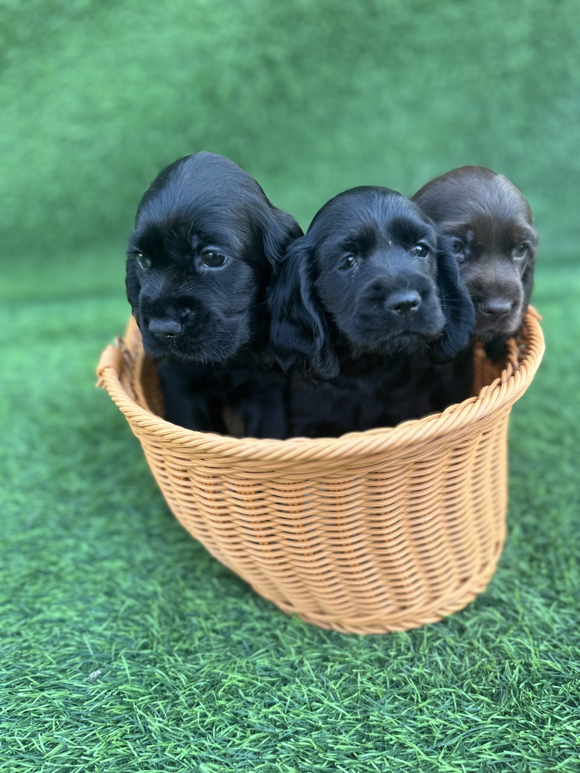 Mini Black Spaniel