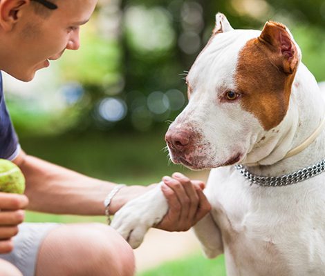 handsome-guy-playing-with-dog-outdoors-K6EMULQ-1-ot5g3foymicgv4sh5x77xr4f934m759qe5huxs5d0g handsome-guy-playing-with-dog-outdoors-K6EMULQ-1-ot5g3foymicgv4sh5x77xr4f934m759qe5huxs5d0g
